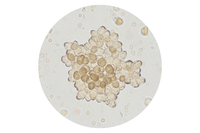 Behentrimonium Chloride + Cetrimonium Chloride
