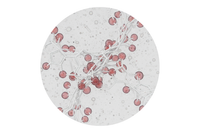 Liuteinas ir zeaksantinas